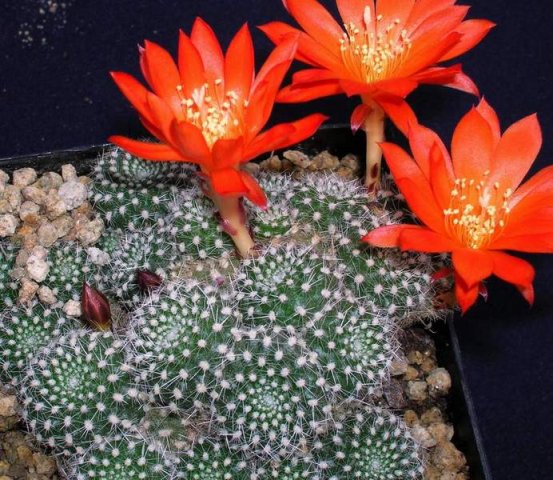Rebutia_krainziana